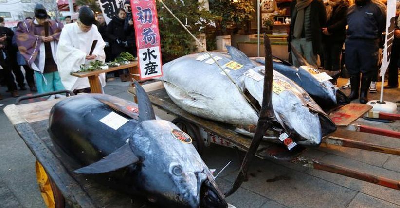 Seekor Ikan Tuna Seberat 405 Kg Terjual dengan Harga Rp 4,3 Miliar