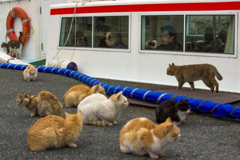 Seekor Kucing Jadi Tertuduh Percobaan Pembunuhan Perempuan 82 Tahun