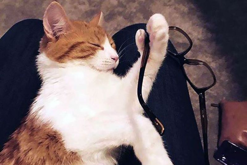 Selandia Baru Berduka, 'Kucing Negara' Milik Perdana Menteri Mati