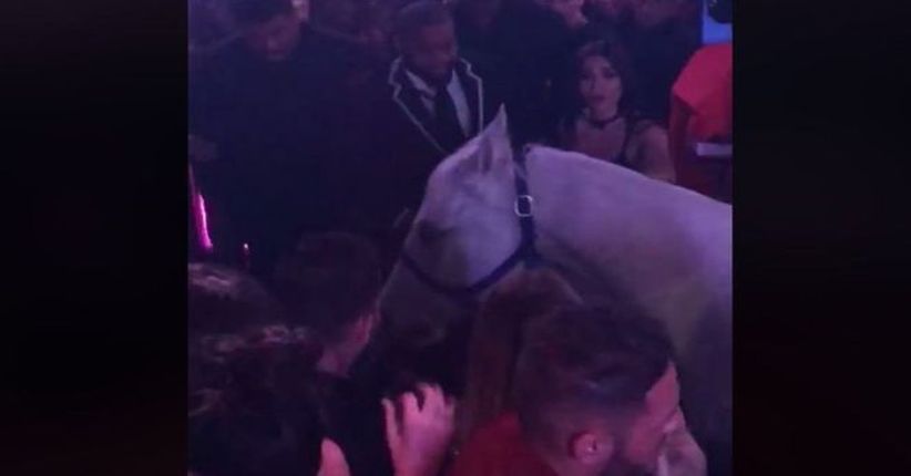 Gempar, Seekor Kuda Putih Nyelonong Masuk ke Kelab Malam di AS