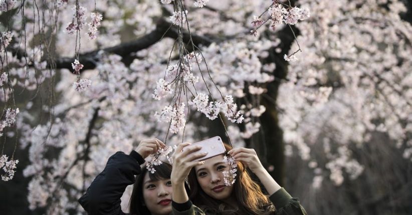 Tahun Ini Bunga Sakura Mekar Lebih Awal di Jepang, Ini Waktunya