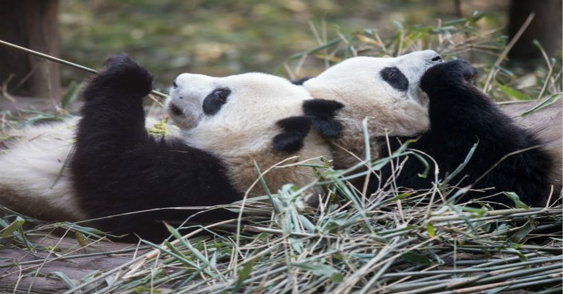 China Siapkan Rp21 T Bangun Taman Nasional Panda Seluas 27.000 Km2