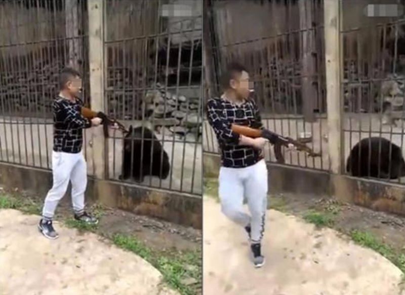 Heboh, Pria Ini Terekam Kamera Tembak Mati Beruang di Kebun Binatang