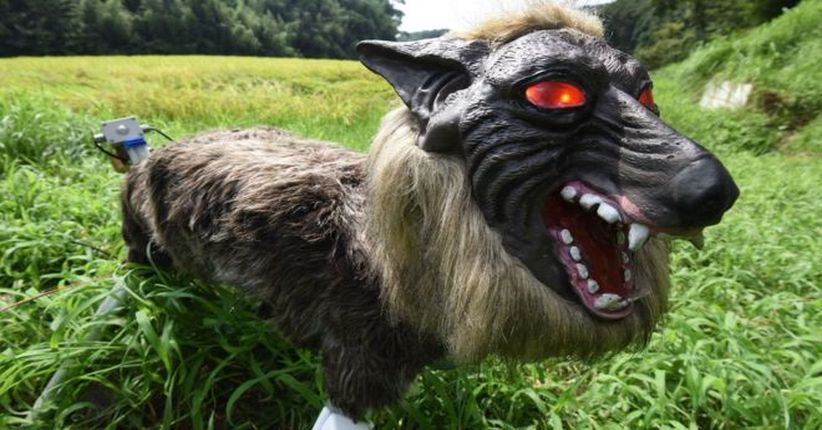 Wow, Jepang Buat 'Serigala Super Monster' untuk Jaga Sawah