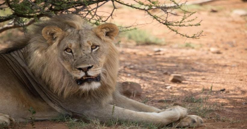 Perempuan Muda di Afsel Tewas Diserang Singa
