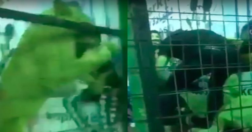 Viral, Singa Serang Anak Gadis di Saudi karena Jepit Rambut Kupu-Kupu