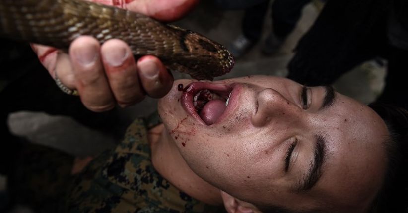 Pengalaman Pertama Tentara AS Minum Darah Kobra