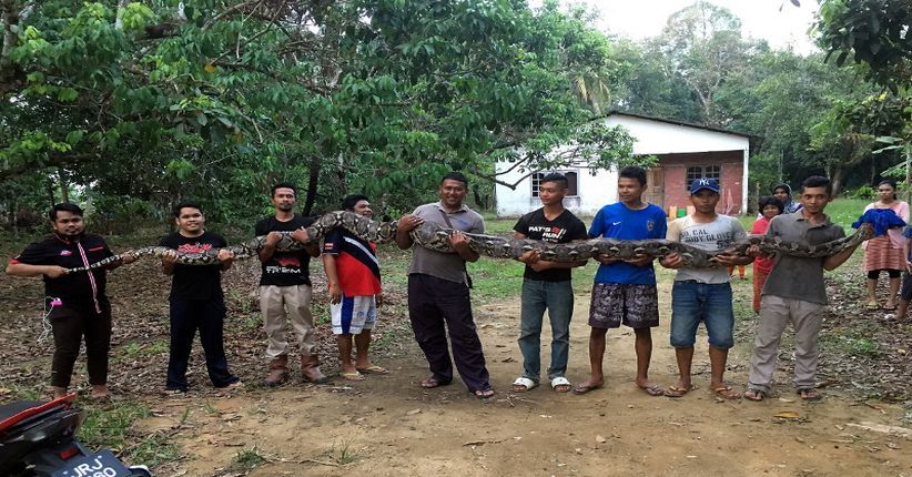  Hiii... Ada Ular Piton Sepanjang 6 Meter di Sumur