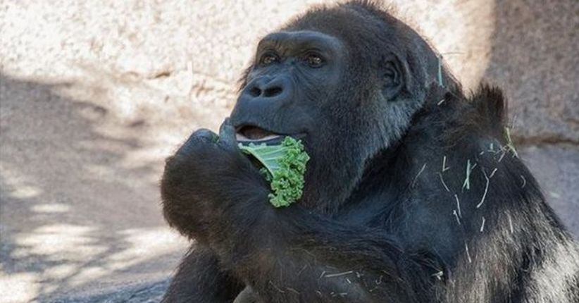 Vila, Gorila Tertua di Dunia Mati di Usia 60 Tahun