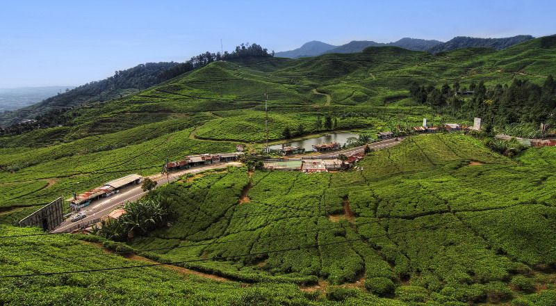Rekomendasi Spot Paling Sejuk di Puncak, Selain Kebun Teh