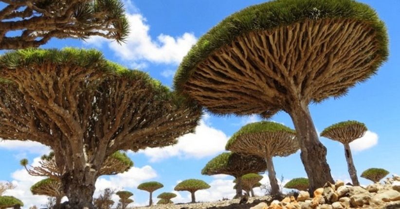 Mengunjungi Tempat Terjauh dari Bumi, Pulau Socotra seperti Dunia Lain