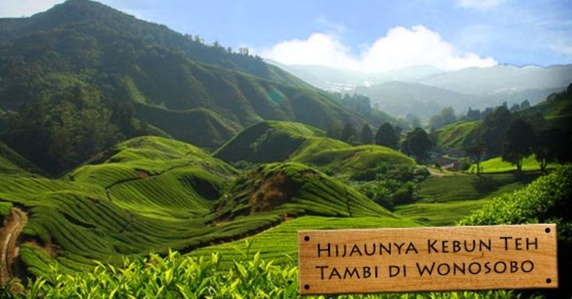 Pilihan Wisata di Wonosobo, Asyiknya Lihat Pemandangan Kebun Teh