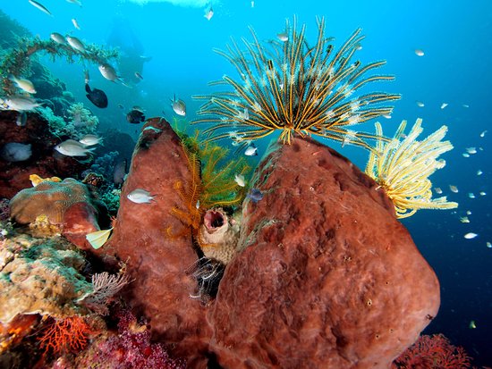 Menelusuri Keindahan Bawah Laut Pulau Siladen, Surga Dunia Berpasir Putih