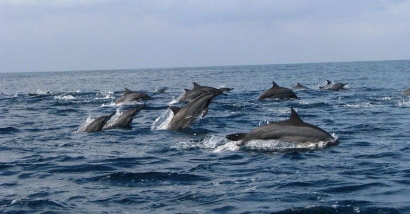 Wisata Pantai di Teluk Kiluan, Lihat Lumba-Lumba Menari