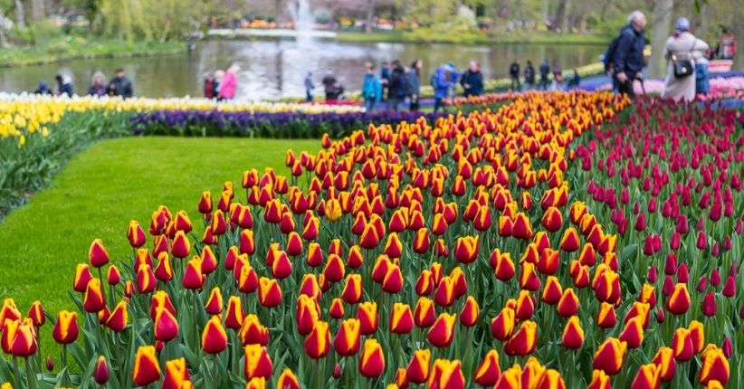 April, Kunjungi 6 Negara Ini Lihat Bunga Mekar di Kyoto dan Belanda