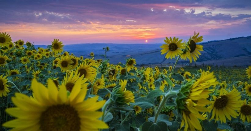 7 Taman Bunga Terindah di Dunia, Inggris Miliki Daffodils