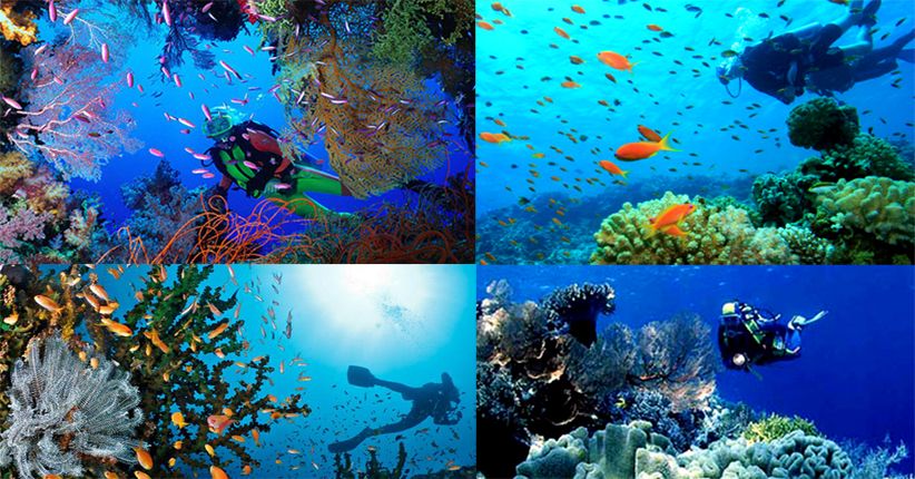 6 Lokasi Diving dengan Pemandangan Laut Terindah 