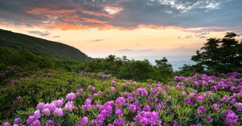4 Keindahan Ini Ada di AS, Bunga Sakura dan Tulip Terlihat Menawan