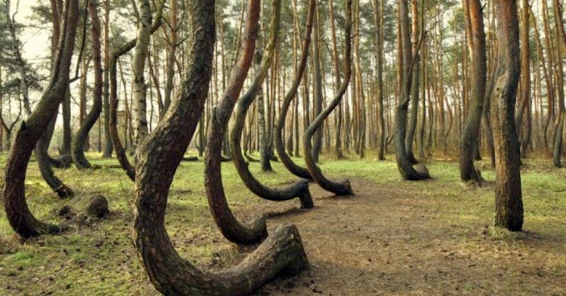 Terindah di Dunia, Ini Penampakan Hutan Bengkok Misterius Polandia