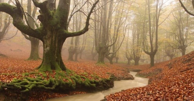 6 Pilihan Wisata Hutan, Sequoia Miliki Pohon Raksasa Usia 2200 Tahun