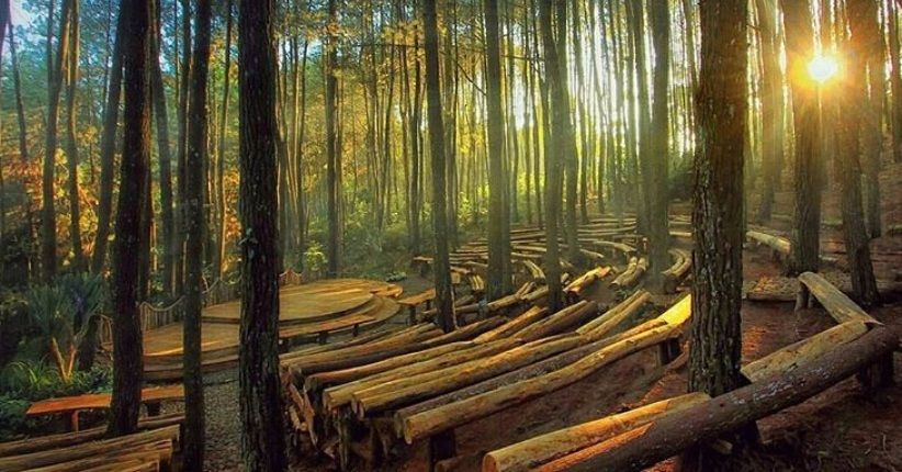 4 Destinasi Anak Milenial Yogyakarta, Hutan Pinus Mangunan Paling Hits
