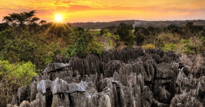 6 Hutan Terindah di Dunia, Rainbow Eucalyptus Tercantik di Hawaii