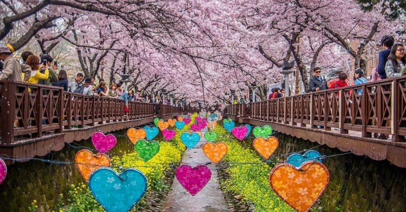 7 Destinasi Hits Korsel, Kunjungi Jinhae Lihat Hamparan Bunga Sakura