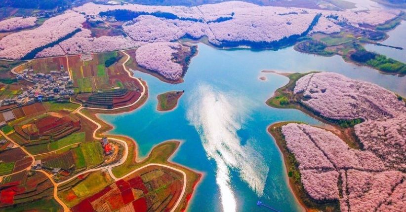 Terlihat Memesona, China Diselimuti Hamparan Bunga Warna-warni