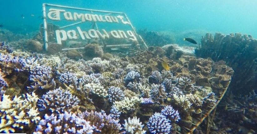 Selain Mesin ATM Bawah Laut, Ini Pesona Keindahan Underwater Pahawang
