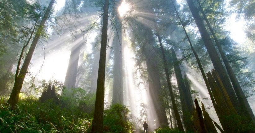 5 Destinasi Terbaik di Amerika Serikat, Redwood Coast Lagi Hits