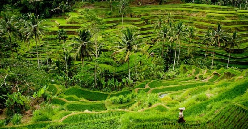 3 Pemandangan Sawah Instagramable di Indonesia, Tegalalang Paling Hits