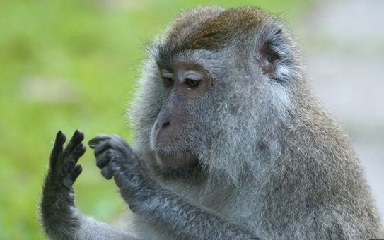 Selain Manusia, Hewan Ternyata Bisa Berhitung