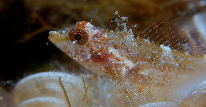 Unik, Mata Ikan Ini Bisa Pancarkan Sinar Biru dan Merah
