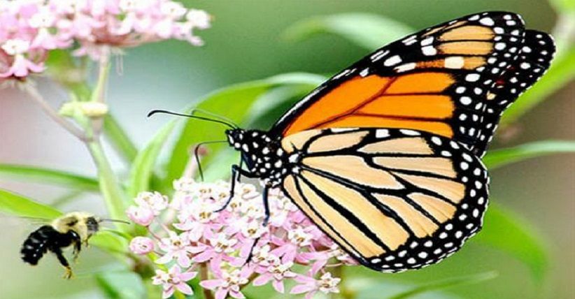 Hewan dengan Umur Terpendek, Nomor 8 Hanya Sehari