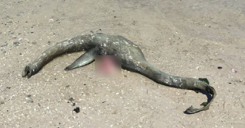 Bangkai Makhluk Mirip Loch Ness Terdampar di Pantai Georgia