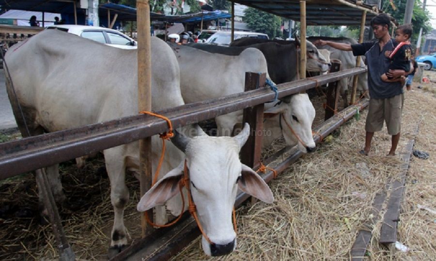 Alasan Sandi Meminta Lapangan Pacu Kuda Pulo Mas Steril Hewan Kurban