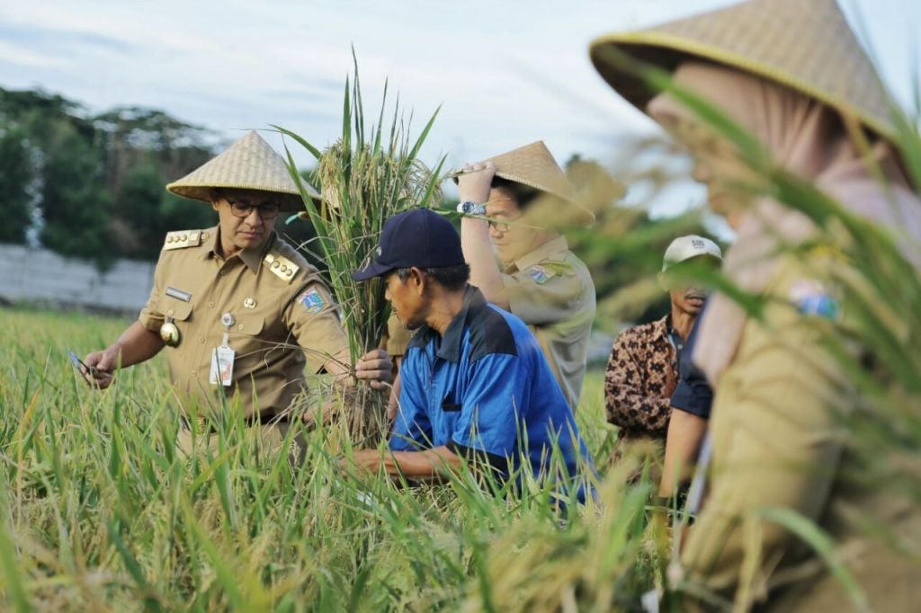 Selain Penghasil Padi, Anies Manfaatkan Sawah di Jakarta Menjadi Ini