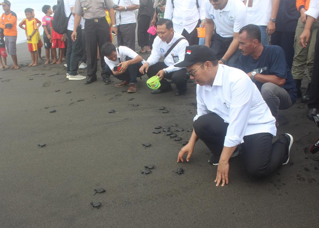 Penyu di Trisik Terancam Punah Tergerus Tambak dan Penambangan Pasir