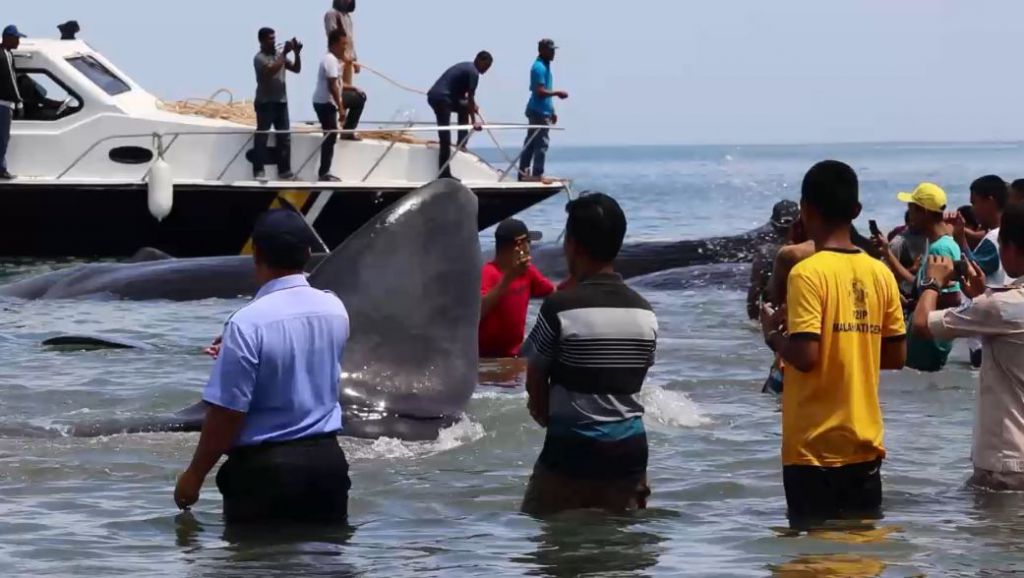 9 Paus Terdampar di Pantai Aceh, Warga Ramai-ramai Dorong ke Laut