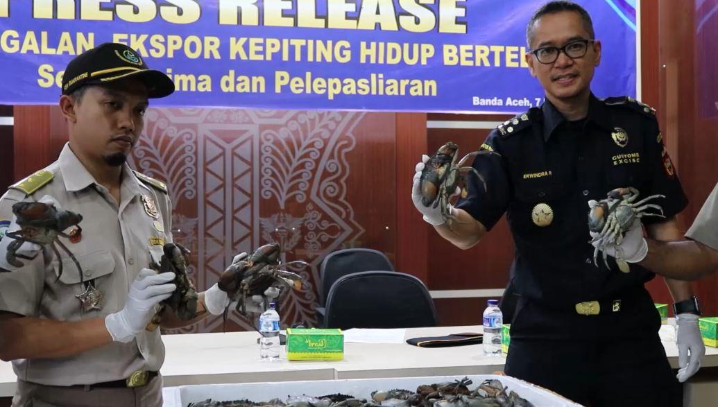 2.500 Kepiting Gagal Diselundupkan dari Bandara Aceh ke Taiwan