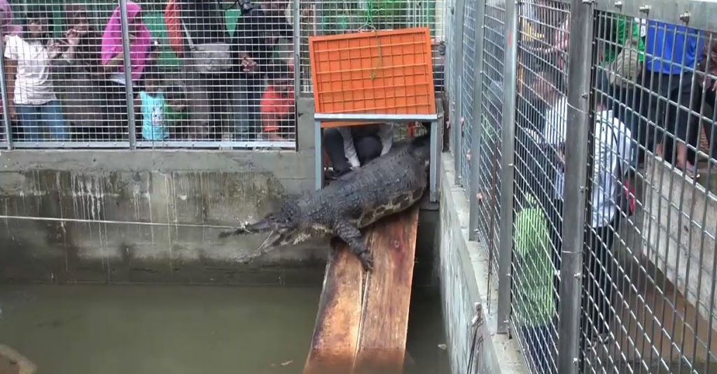 8 Buaya Sitaan BKSDA Jateng dan DIY Dititipkan ke Penangkaran 