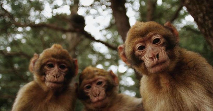 Gerombolan Monyet Serang Permukiman Warga Sekarwangi Sukabumi