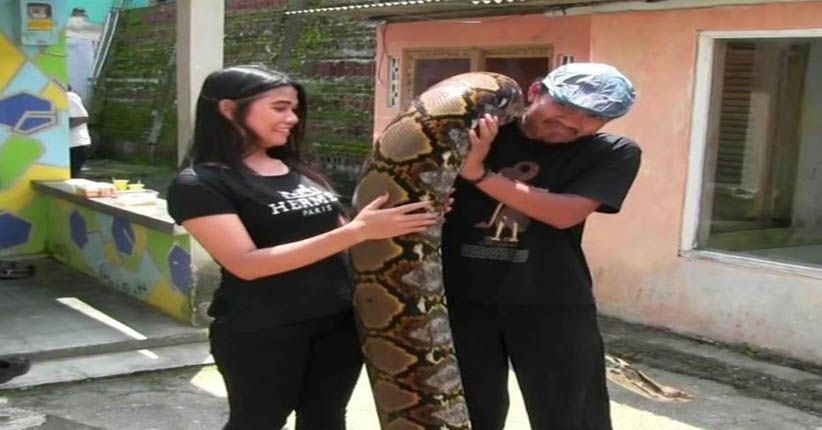 Syahrini, Rambo, hingga Amel Jadi Nama Ular Piton Milik Munding 