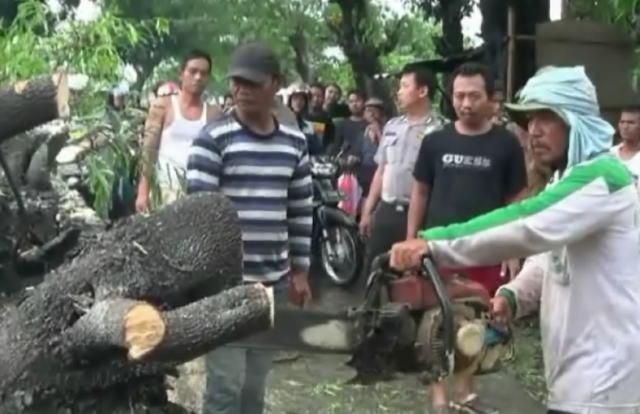 Pohon Besar Tumbang Tutup Jalur Alternatif Brebes â€“ Purwokerto