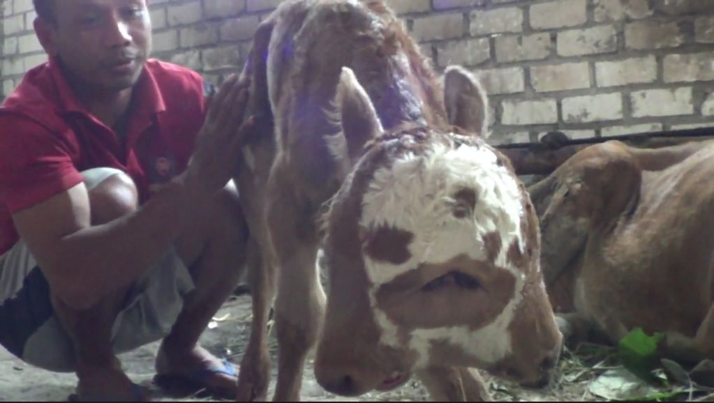 Unik, Anak Sapi Berkepala Dua Lahir di Rembang Gegerkan Warga 