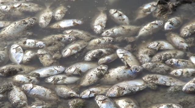Diduga Terpapar Limbah, Ribuan Ikan di Paciran Mati Mendadak 