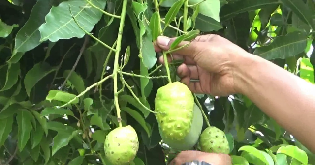 Pohon Mangga Berbuah Mengkudu Hebohkan Warga Probolinggo