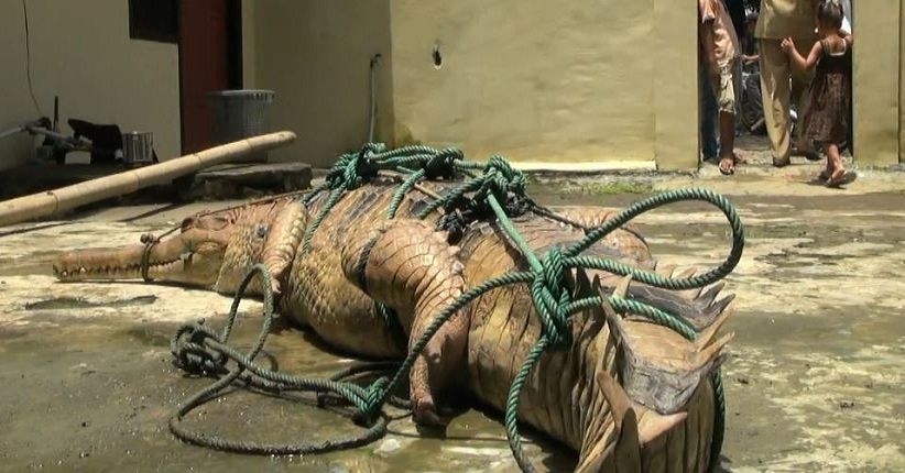 Warga Tangkap Buaya Sepanjang 3 Meter Pemangsa Ternak