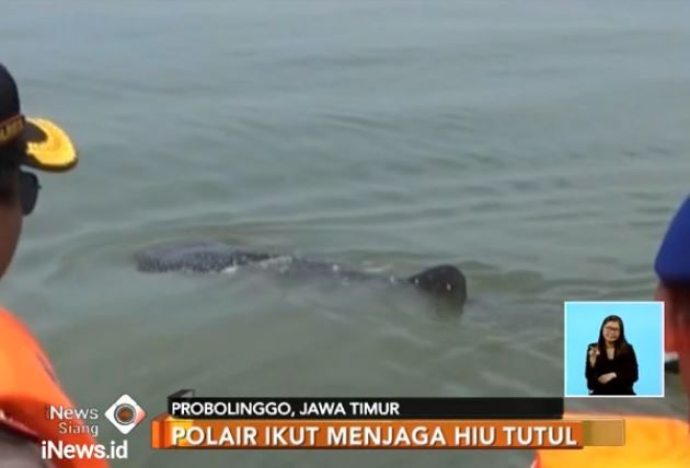 Kawanan Hiu Tutul Hiasi Perairan Probolinggo