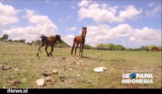 Mengenal Kuda Sandelwood, Hewan Ikonik Tanah Sumba